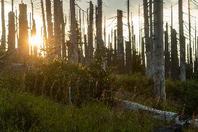 Sumava National Park, Bohemian Forest, Sunset