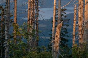 Sumava National Park, Bohemian Forest