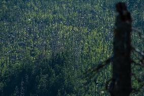 Sumava National Park, Bohemian Forest