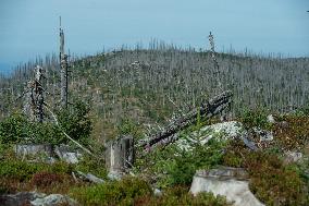 Sumava National Park, Bohemian Forest