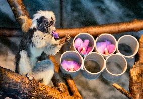 cotton-top tamarin (Saguinus oedipus)