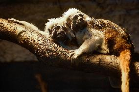 cotton-top tamarin (Saguinus oedipus)