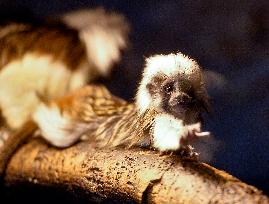 cotton-top tamarin (Saguinus oedipus)