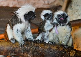 cotton-top tamarin (Saguinus oedipus)