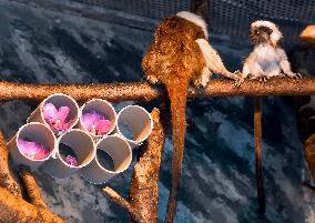 cotton-top tamarin (Saguinus oedipus)