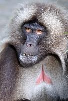 gelada (Theropithecus gelada), monkey