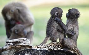 gelada (Theropithecus gelada), monkey