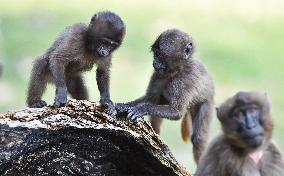 gelada (Theropithecus gelada), monkey