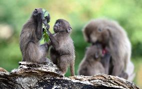 gelada (Theropithecus gelada), monkey