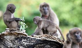 gelada (Theropithecus gelada), monkey