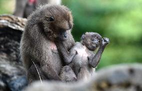 gelada (Theropithecus gelada), monkey