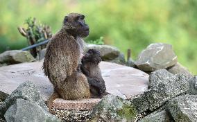 gelada (Theropithecus gelada), monkey