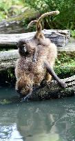 gelada (Theropithecus gelada), monkey