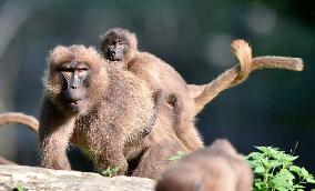 gelada (Theropithecus gelada), monkey