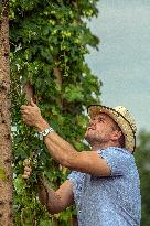 hops harvest