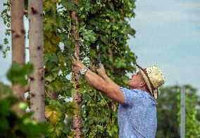 hops harvest