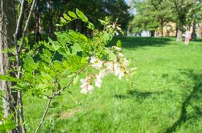 Black Locust, Robinia pseudoacacia, flowers