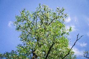 Black Locust, Robinia pseudoacacia, flowers