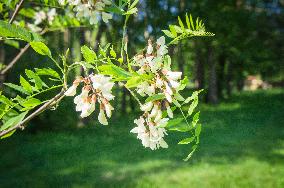 Black Locust, Robinia pseudoacacia, flowers