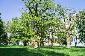 Chapell of Saint Anthony of Padua, pilgrimage place, Black Locust, Robinia pseudoacacia