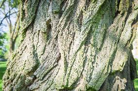 Black Locust, Robinia pseudoacacia, bark