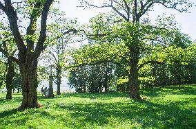 Black Locust, Robinia pseudoacacia