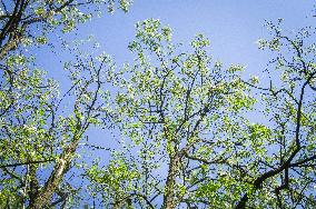 Black Locust, Robinia pseudoacacia, flowers