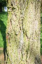 Black Locust, Robinia pseudoacacia, bark