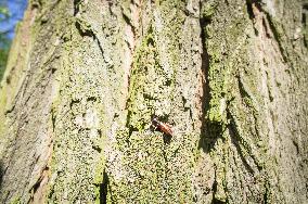 Black Locust, Robinia pseudoacacia, bark, insect, beetle, Dorcadion fulvum