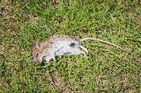 Eastern House Mouse, Mus musculus, dead, Calliphora vicina, fly, insects