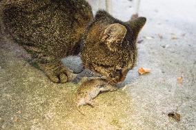 Common Vole, Microtus arvalis, dead mouse, killed, cat`s, cats prey