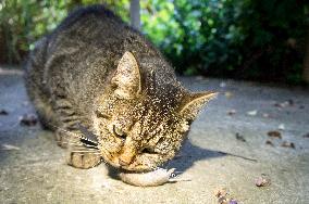 Common Vole, Microtus arvalis, dead mouse, killed, cat`s, cats prey