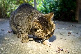 Common Vole, Microtus arvalis, dead mouse, killed, cat`s, cats prey