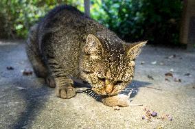 Common Vole, Microtus arvalis, dead mouse, killed, cat`s, cats prey