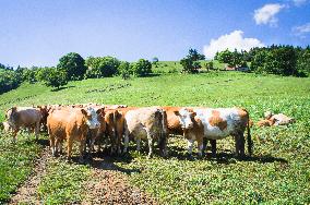 cattle grazing in the Lopenik saddle, landscape, cow herd