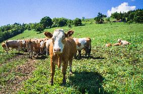 cattle grazing in the Lopenik saddle, landscape, cow herd