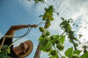 hops harvest