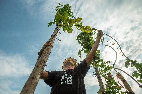 hops harvest