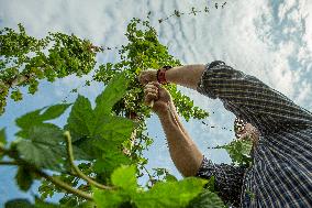 hops harvest