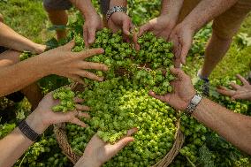 hops harvest