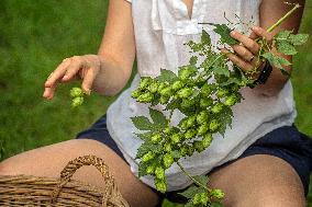 hops harvest