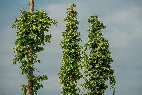 hops harvest