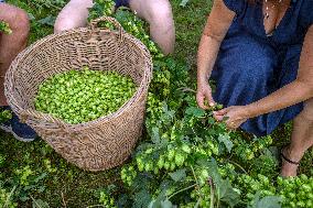 hops harvest