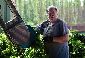 hops harvest