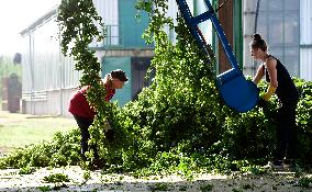 hops harvest