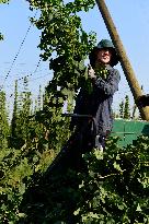 hops harvest