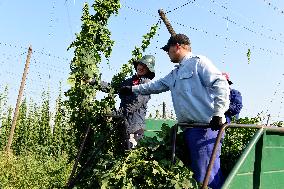 hops harvest