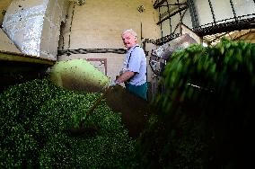 hops harvest