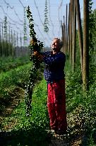 hops harvest