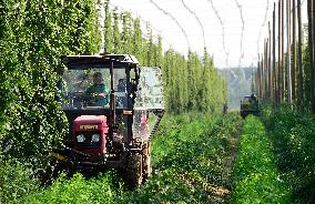 hops harvest